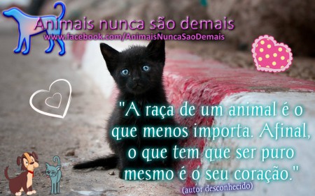 Infelizmente, os cães e gatos sem raça definida são, muitas vezes, "esquecidos" no canis e associações. :(